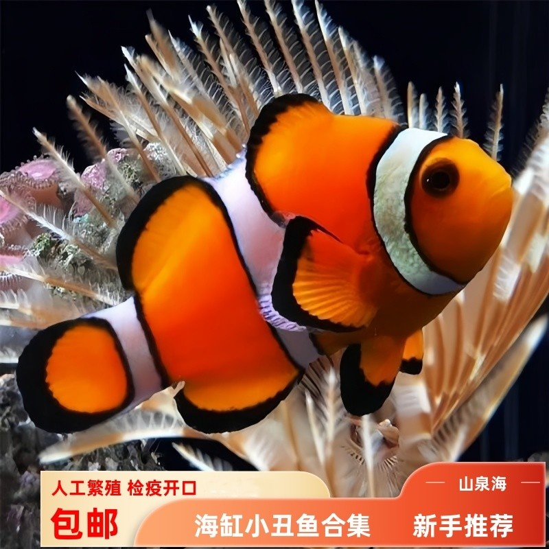 蔚蓝珊语水族小丑鱼试水尼莫