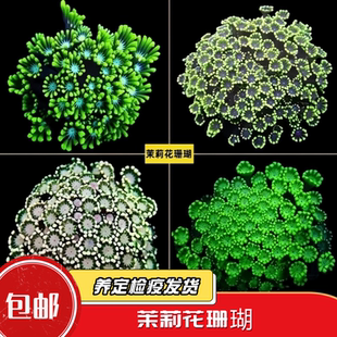 【蔚蓝珊语】茉莉花珊瑚荧光绿圆帽宝石花长须红单苞海水软体LPS