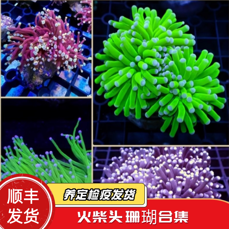 蔚蓝珊语水族火柴头珊瑚印尼沙巴