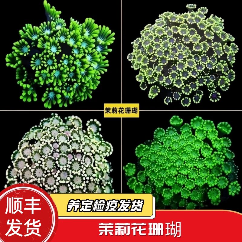 蔚蓝珊语水族红单苞茉莉花宝石