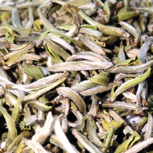 2026年0310茶青头采特级白毫银针50克正宗福鼎白茶源产地