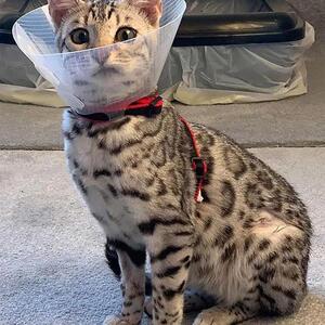 伊丽莎白圈宠物医疗用品 狗狗猫咪防舔圈绝育防抓咬宠物绷带定制