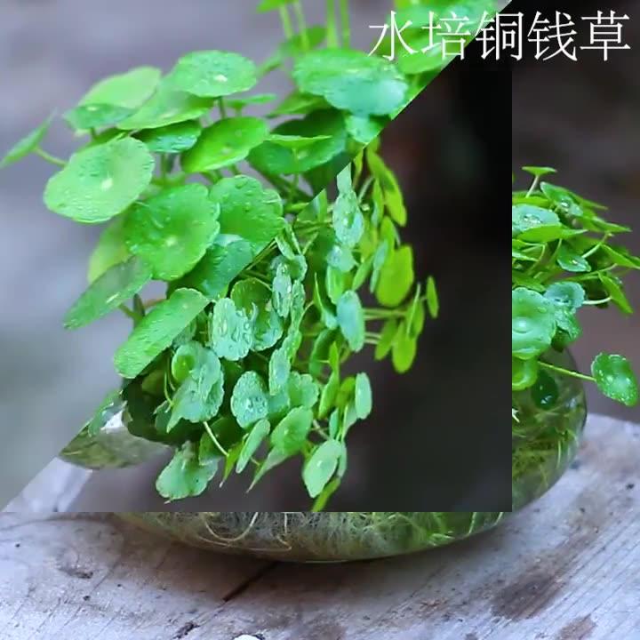 铜钱草水培植物办公室桌