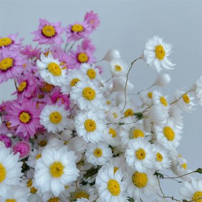 鲁丹鸟罗丹斯干花花束白色鲁丹鸟干花小蜡菊花束家居装饰摆件定制