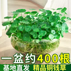 [四季好养铜钱草水培盆栽植物办公室内桌面小绿植花卉水养金钱草籽]