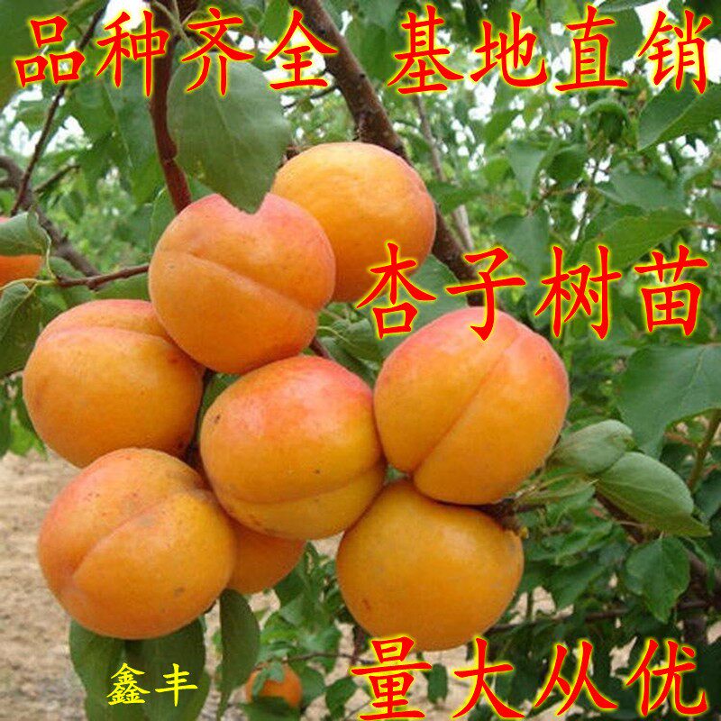 嫁接金太阳特大南方种植杏子苗