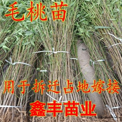 毛桃树苗砧木苗野桃苗
