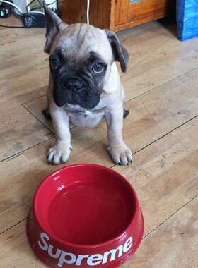 【现货】Supreme 11ss DOG BOWL陶瓷狗盆 绝版老物 狗狗 宠物饭盆