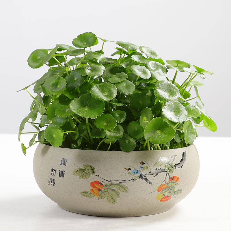 大号铜钱草花盆水养水培水仙花盆睡莲碗莲无孔金钱粗陶瓷特价清仓