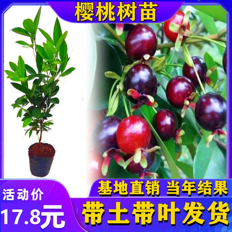 樱桃树苗当年结果巴西甜樱桃苗黑玫瑰樱桃苗南北方四