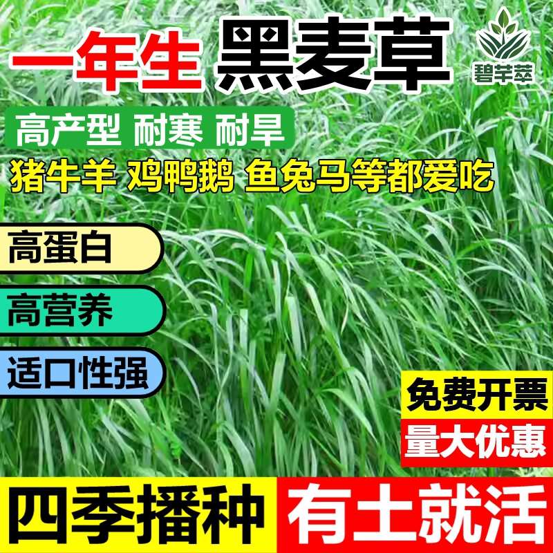 进口黑麦草草籽一年生耐寒牧草种子畜牧养殖鸡鸭鹅猪牛羊鱼草种籽