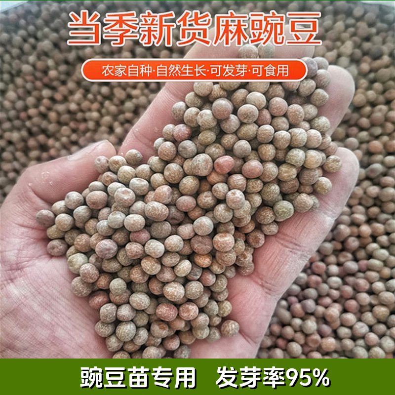 新货小粒麻豌豆农家自种水培豌豆苗1斤 5斤发芽食用干豌豆粒灰豆