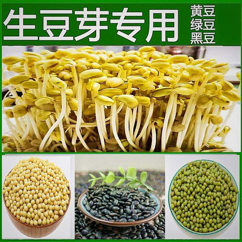 发芽黄豆发豆芽豆生豆芽专用豆小黑豆芽苗菜非转基因水培绿豆芽菜 粮油调味/速食/干货/烘焙 黄豆 原图主图