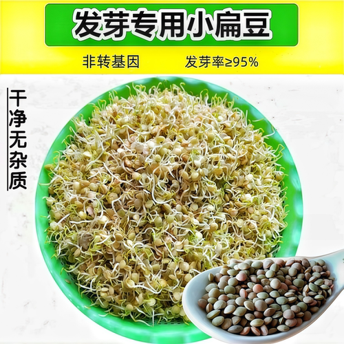 发芽专用小扁豆甘肃非转基因扁豆
