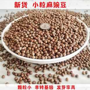 麻豌豆农家自种生豌豆水培豌豆苗发豆芽专用非转基因生灰豆子