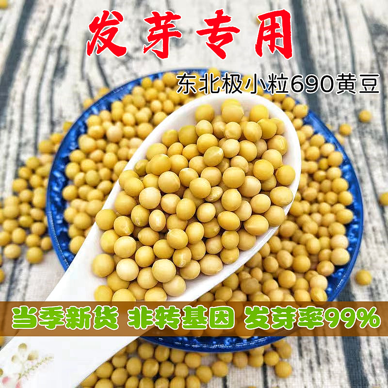 新货东北小金黄690芽豆珍珠粒小黄豆发芽专用豆非转基因小黄豆