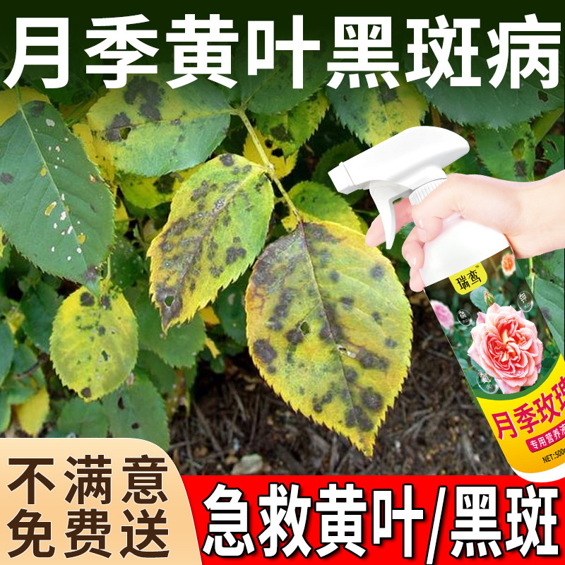 玫瑰月季花黄叶病肥料专用肥防黑斑白粉炭蛆病非药蔷薇花卉营养液