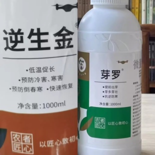 逆生金茶吉芽罗白芽罗促早采发芽头防止倒春寒