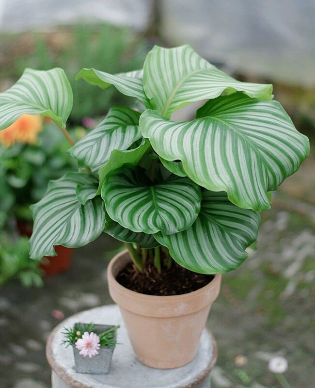 青苹果竹芋盆栽室内办公绿植水培植物客厅花卉植物花四季耐阴