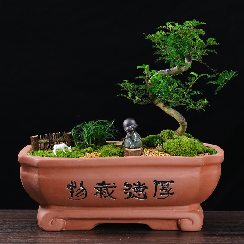 紫砂多肉造景微景观盆栽