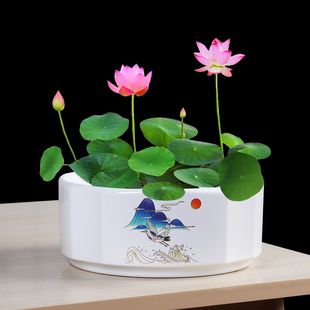 铜钱草花盆水仙专用睡莲碗莲无孔金钱陶瓷清仓水养水培大号带底座