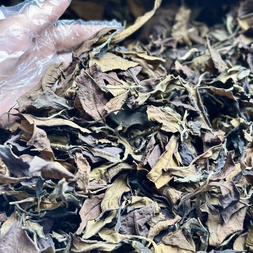 也无茶舍【古树月光白茶】云南临沧邦东 老白茶散茶 花果香冰糖甜