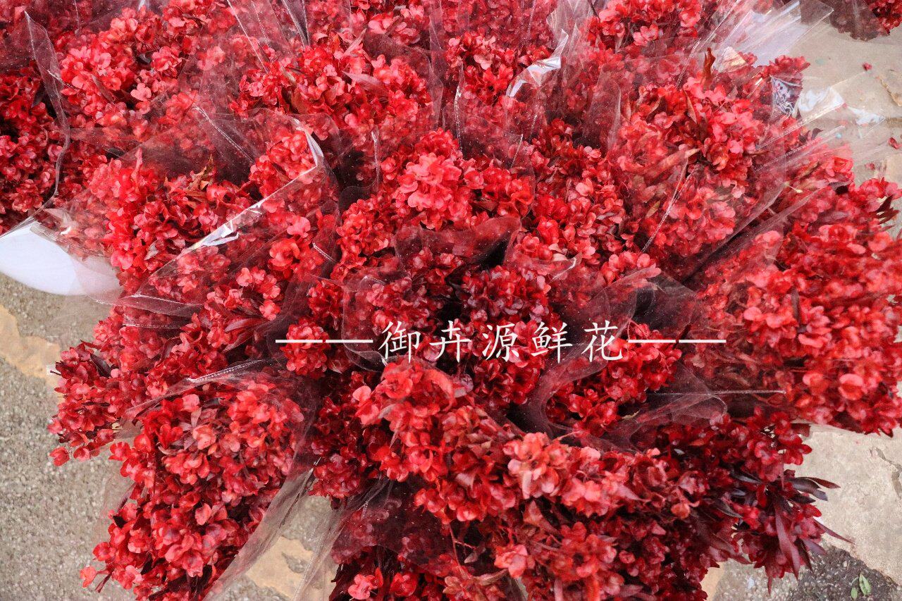 年宵花红色迎客豆永生花干花云南斗南直发中通包邮