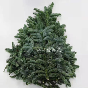 进口诺贝松圣诞树松枝新鲜花切花水养装饰云南直发