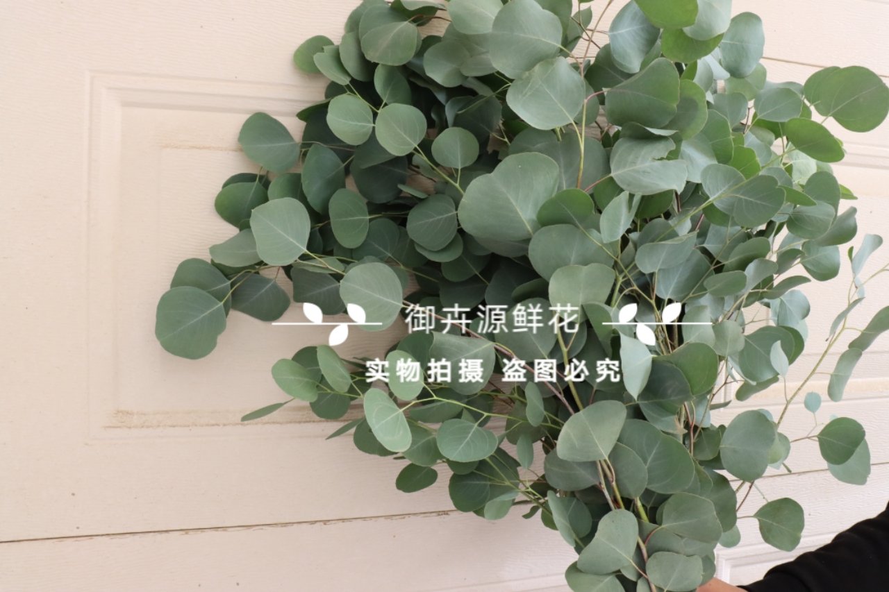 礼物水养云南基地直发尤加利叶