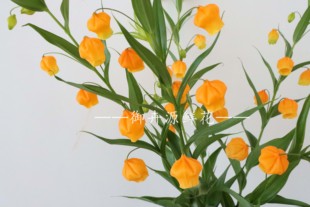 新鲜宫灯百合鲜花酸浆果切花水养花卉植物室内花云南基地直发