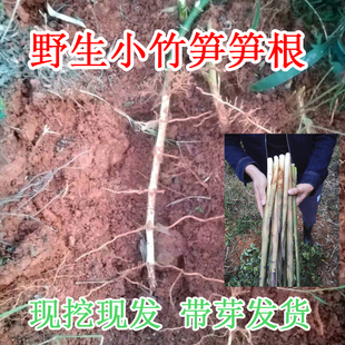 食用春笋种苗野生小竹笋笋根现挖甜笋笋子根笋苗根 易活庭院盆栽