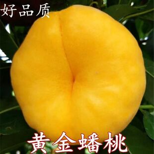 桃树苗新品种黄金蟠桃树苗基地直发买二送一南北方种植盆地栽