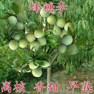 贵州蜂糖李树苗嫁接苗李南北方种植基地直发买二送一盆地栽包技术