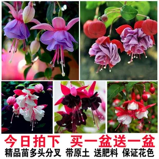 重瓣倒挂金钟盆栽花苗室内绿植灯笼花盆栽苗宝莲灯吊钟花四季 开花