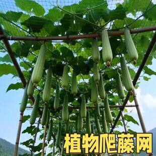 爬藤网植物攀爬网丝瓜黄瓜藤蔓葡萄攀爬架种植网包边苦瓜园艺搭架