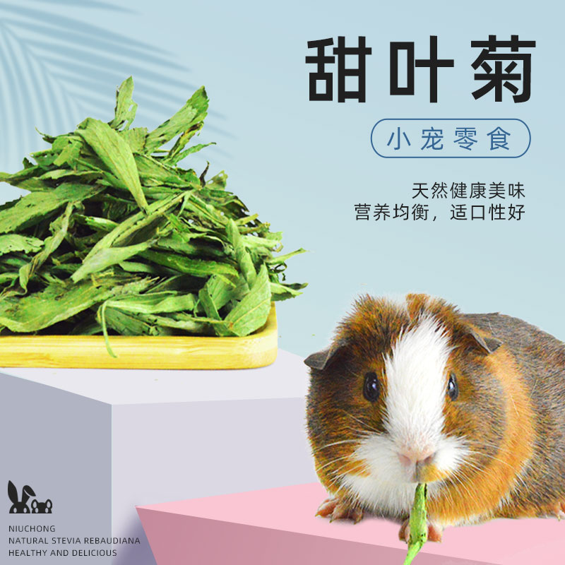 兔子牧草荷兰猪甜叶菊牛宠