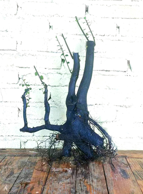 四川金弹子熟桩重庆练手桩老桩母桩金单子树桩挂果盆景金单老桩