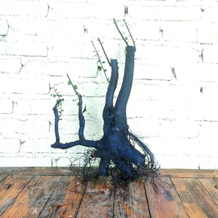 四川金弹子熟桩重庆练手桩老桩母桩金单子树桩挂果盆景金单老桩