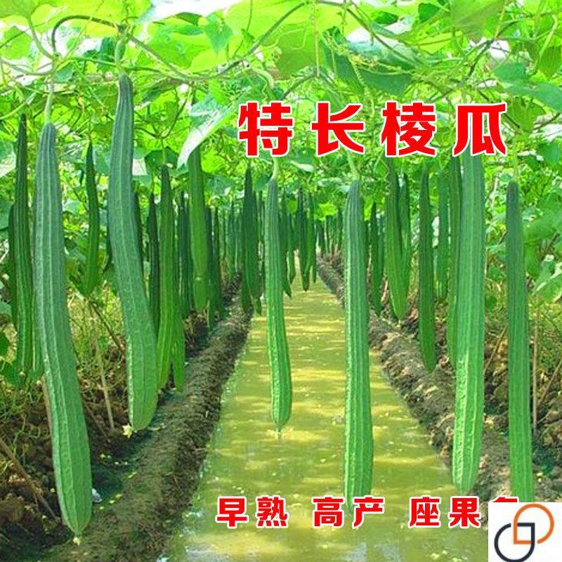 特长棱角丝瓜种子 水丝瓜棱瓜棱家庭园艺种子