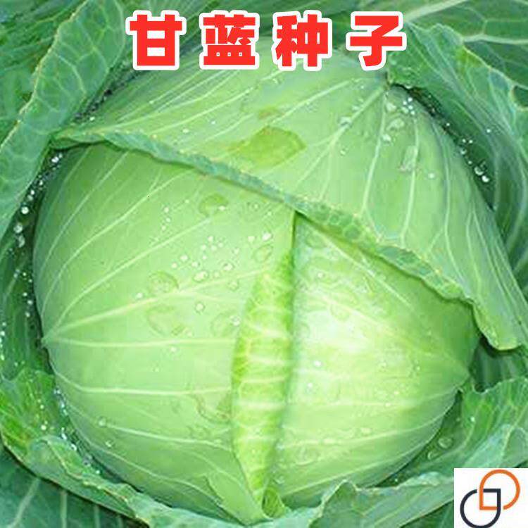 甘蓝种子京丰一号结球甘蓝卷心菜包心菜种籽四川农家田园蔬菜种孑