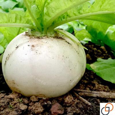 大白圆萝卜种子蔬菜种孑大田庭院盆栽春秋播四川春不老萝卜种籽甜