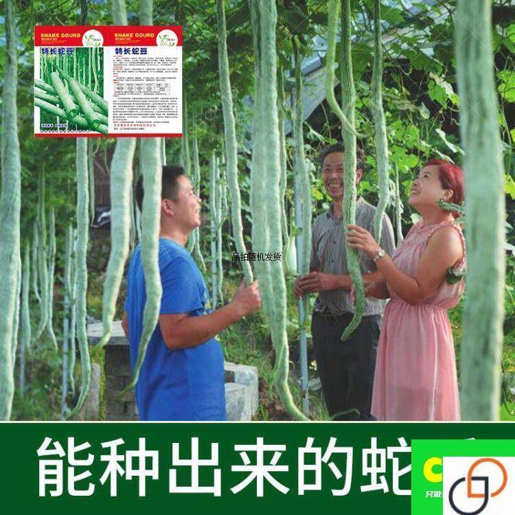蔬菜种子蛇豆蛇瓜种子春夏秋四季播种盆栽观赏食用蛇豆角种籽抗病