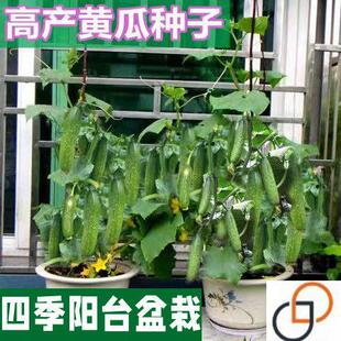 阳台盆栽强磁水果黄瓜种子新品种满地爬黄瓜子四季高产蔬菜种子籽