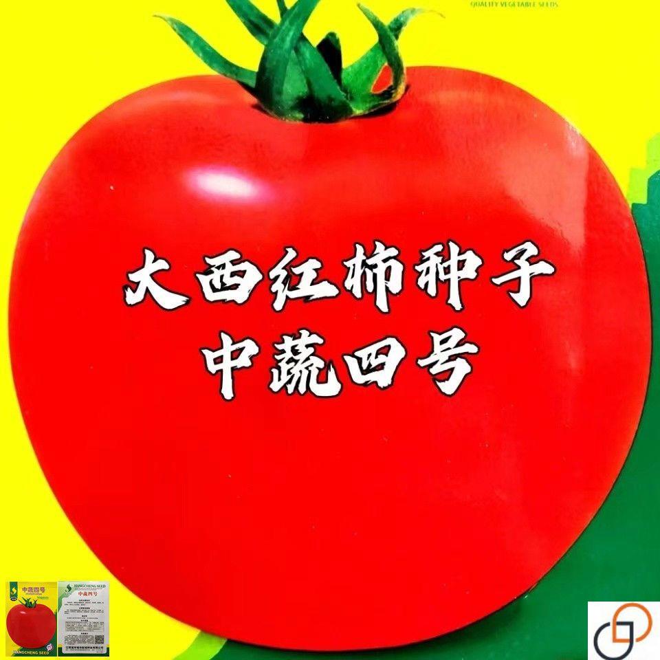 特大西红柿种子超甜老品种洋柿子番茄种籽高产南北方四季蔬菜种子