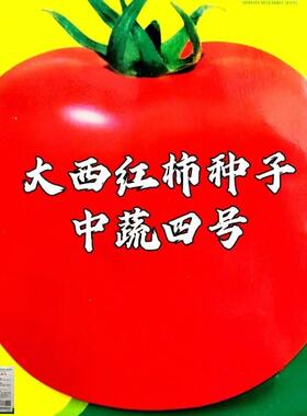 特大西红柿种子超甜老品种洋柿子番茄种籽高产南北方四季蔬菜种子