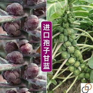 播蔬菜種籽 孢子甘藍種子抱子蔬菜種孑進口小型芽球包心菜菜園四季
