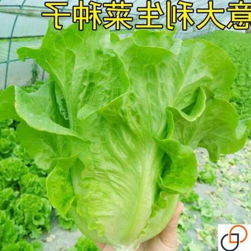 生菜种子 奶油生菜种籽速生意大利生菜家庭阳台四季大田蔬菜种孑