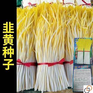 四季韭黄种子黄韭菜籽耐低温弱光高产农家大田盆栽韭菜秋冬蔬菜子