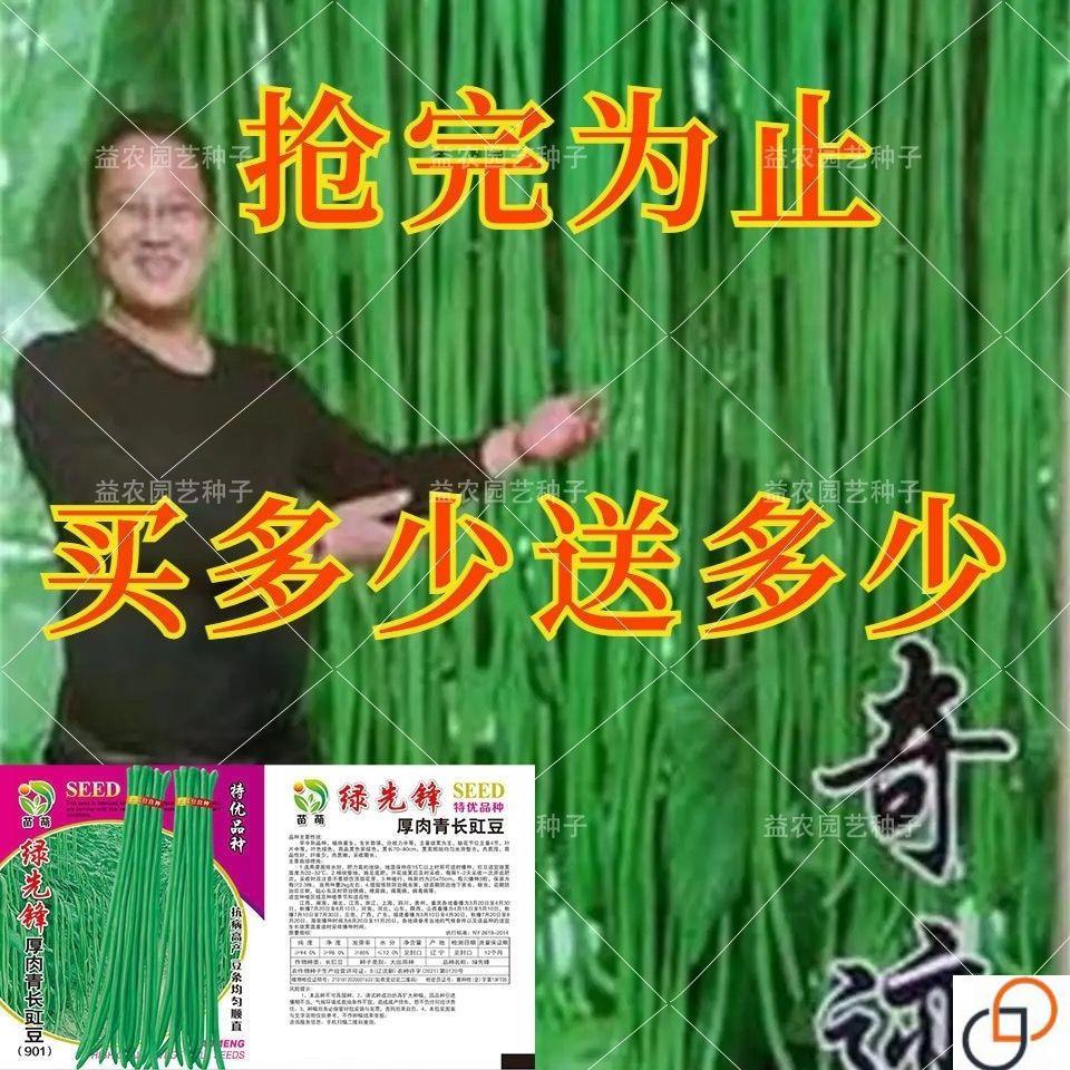 原装进口特长绿先锋豆角种子绿条豇豆翠绿大棚露天基地蔬菜种子
