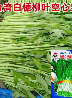 白梗空心菜种子通心菜柳叶种籽南方博白四季蔬菜孑菜籽水上水种植